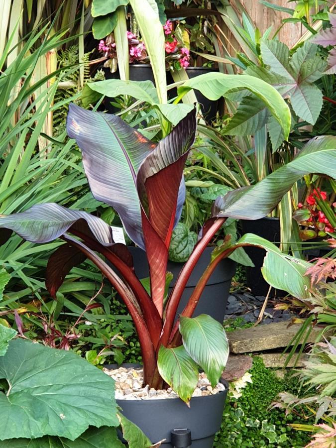 Tropical Garden Oasis Rooms Бирмингем Экстерьер фото