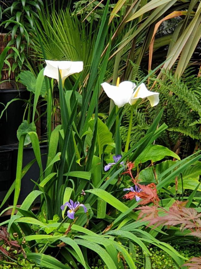Tropical Garden Oasis Rooms Бирмингем Экстерьер фото