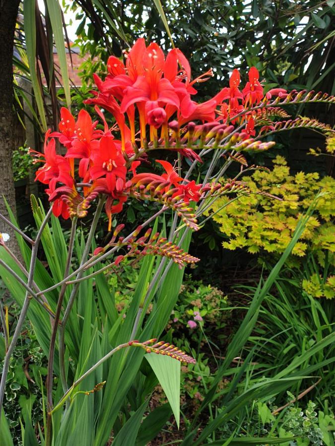 Tropical Garden Oasis Rooms Бирмингем Экстерьер фото