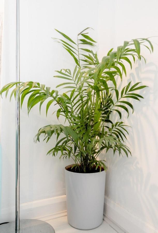 Tropical Garden Oasis Rooms Бирмингем Экстерьер фото